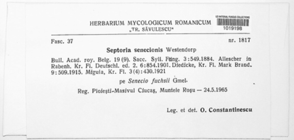 Septoria senecionis image